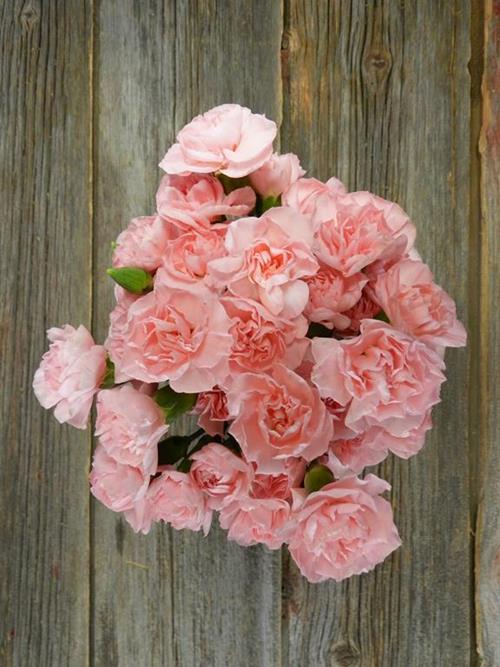 PINK MINI CARNATIONS